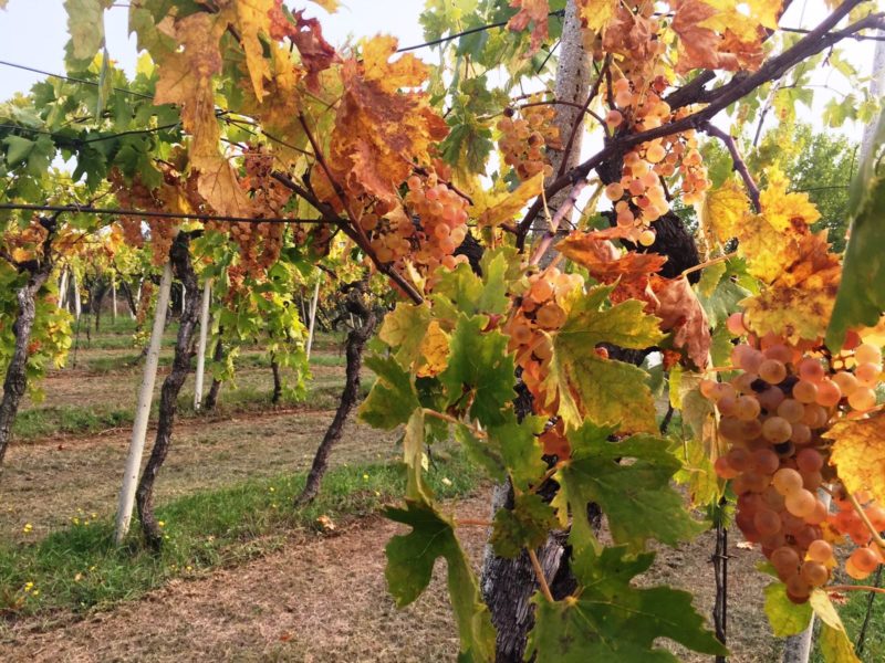 Davide Spillare discepolo Maule diventato grande 7