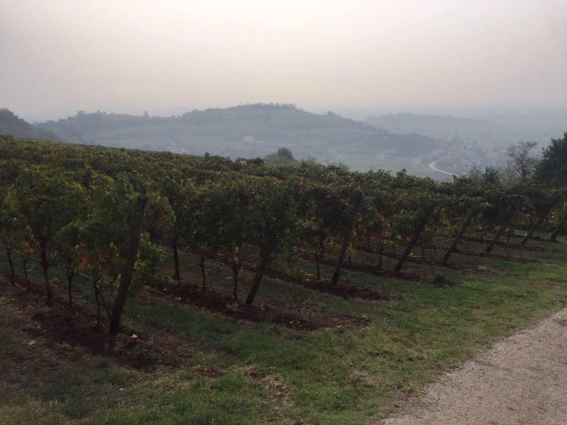 Davide Spillare discepolo Maule diventato grande 8