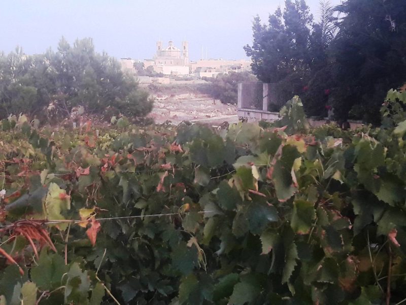 Tal Massar Winery