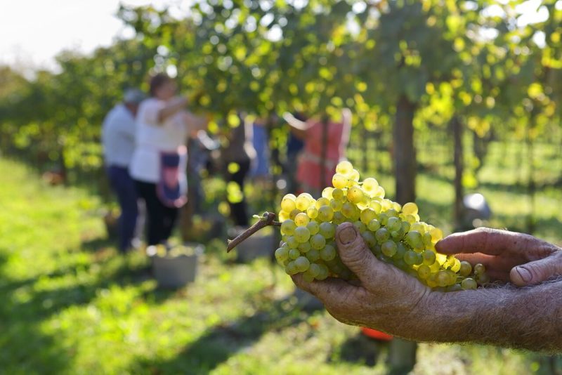 Vendemmia 2014 LA DELIZIA preview