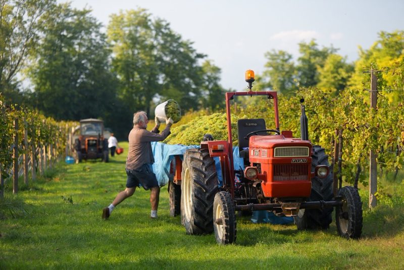 Vendemmia Prosecco 2014 LA DELIZIA preview