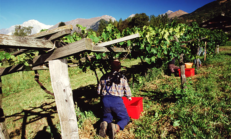 cervim vigne eroiche vendemmia val daosta