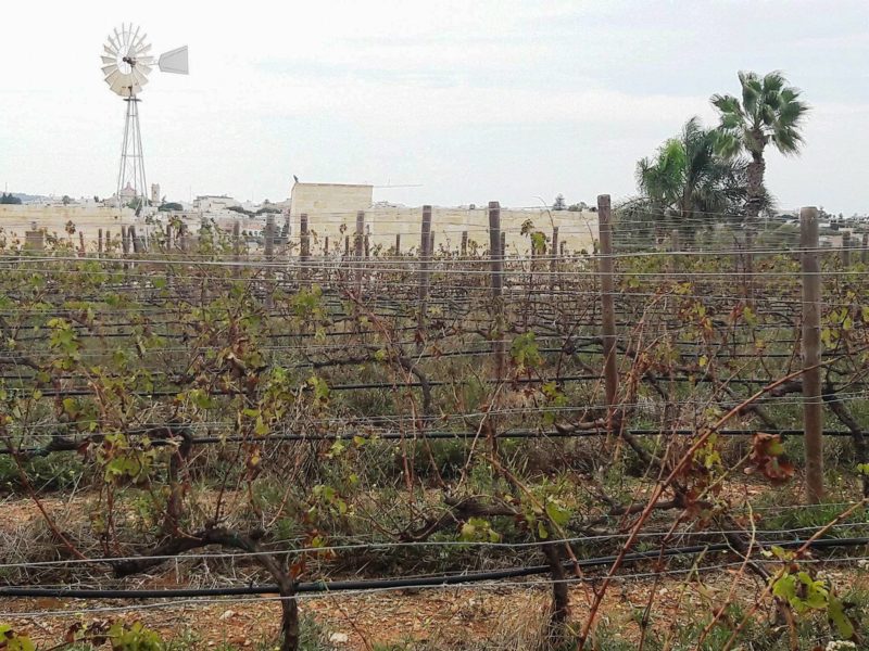maria rosa wine estate malta wine tour