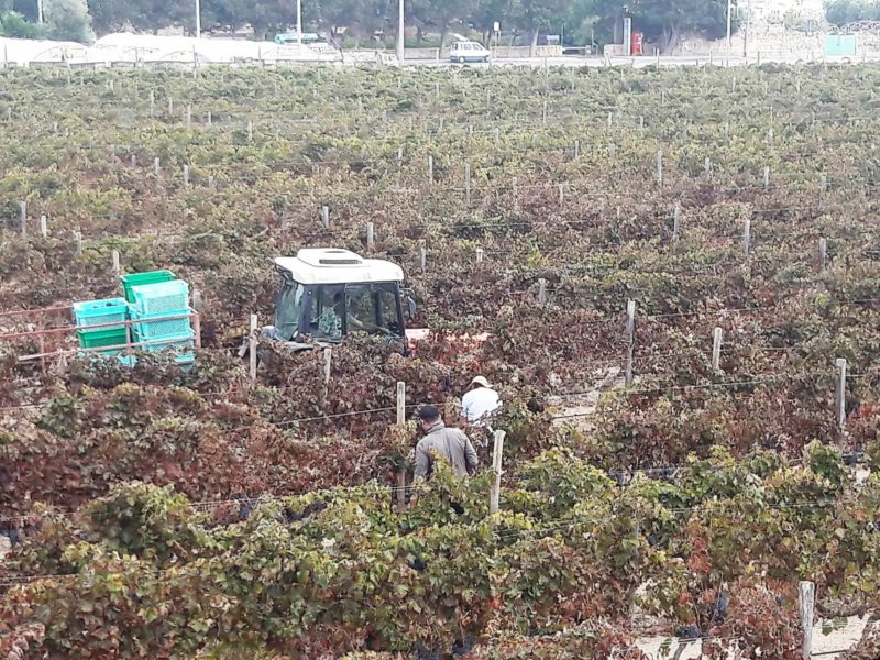 meridiana wine estate malta antinori vigne vini
