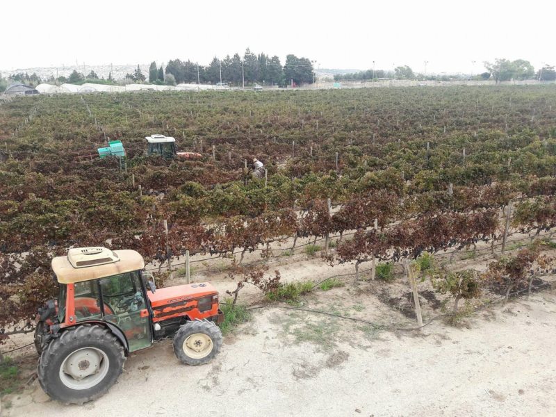 meridiana wine estate malta vino 3