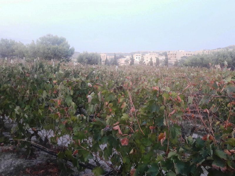 meridiana wine estate malta