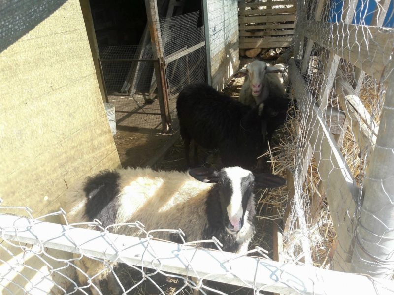 ta mena estate fattoria joseph spiteri gozo agritrismo