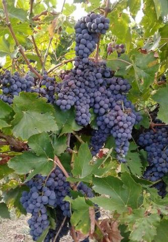 vendemmia 2017 italia uva