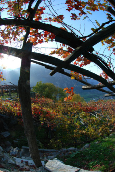 Strada dei vigneti alpini