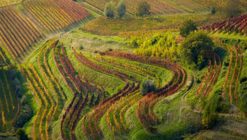colli orientali del friuli vigneti