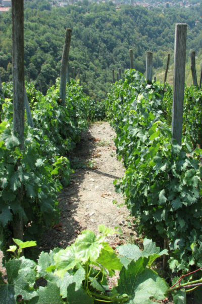 strada vigneti alpini italia francia