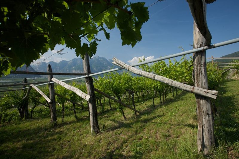 vigne trentino vignaioli trento