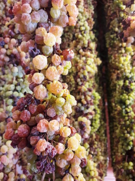 Torcolato Breganze Doc passito appassimento uve 2