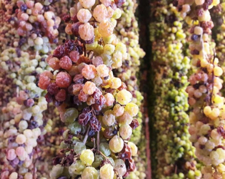 Torcolato Breganze Doc passito appassimento uve 3