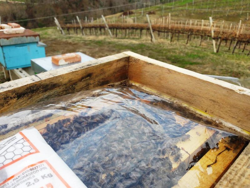 Torcolato Breganze Doc passito ca biasi 3