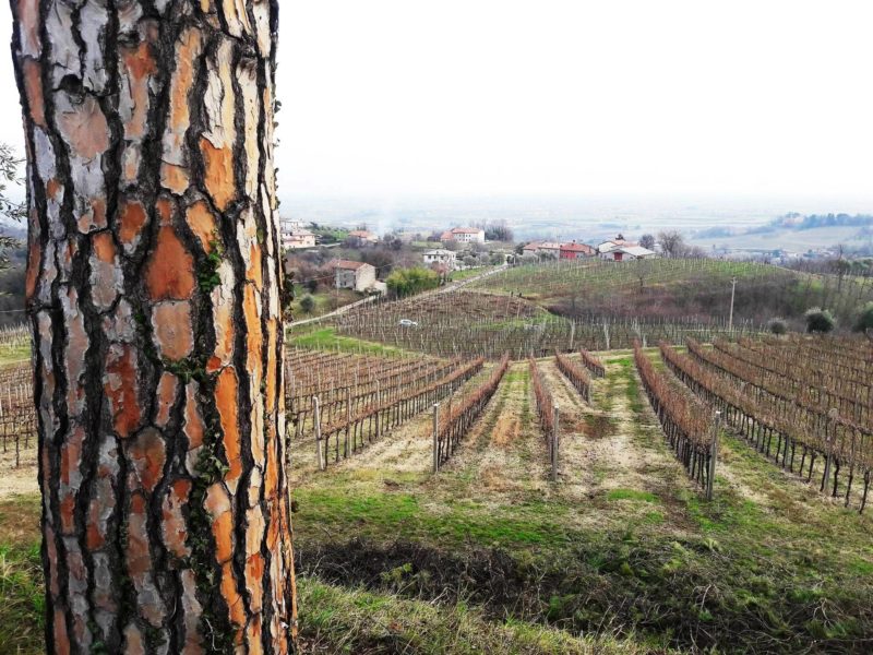 Torcolato Breganze Doc passito ca biasi 4