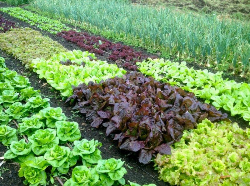 biologico italia agricoltura