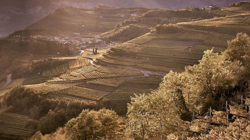 bancarotta cantina opera valdicembra sequestro vini spumante trento doc