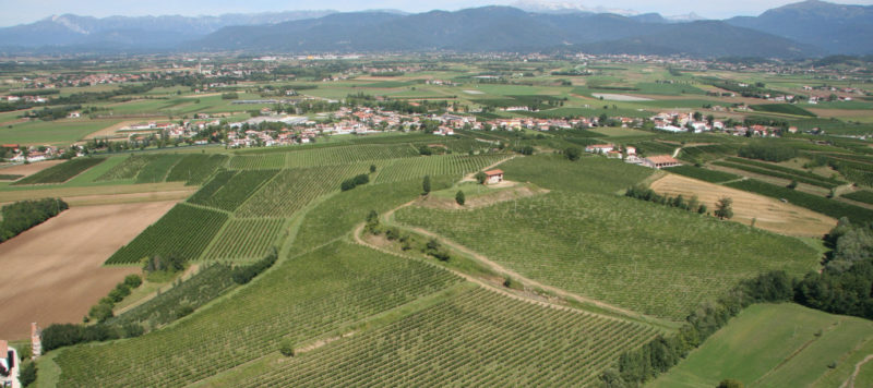 ribolla gialla friuli venezia giulia colli orientali