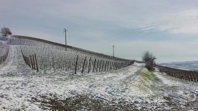 vigneti oltrepo pavese umberto quaquarini biologico