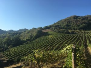 Il pratello vigna1 300x225