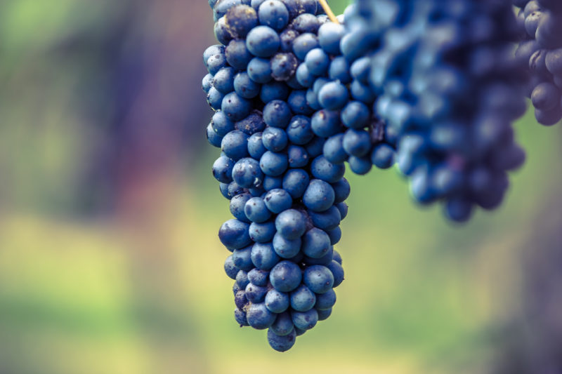 lambrusco cavicchioli