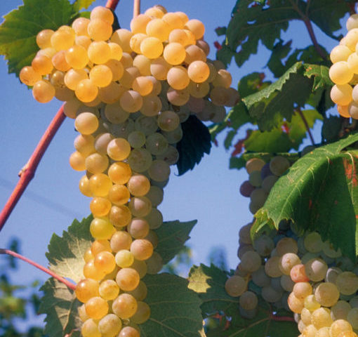 Albana grappolo