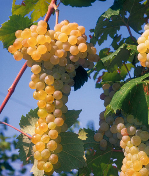 Albana grappolo