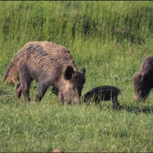 fauna selvatica danni agricoltura