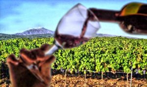 vino etna 043303 300x178