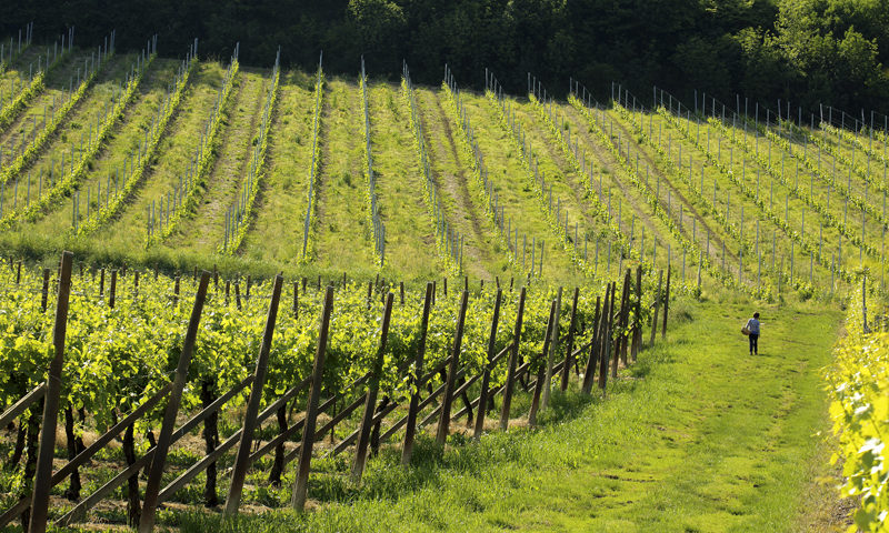 Gustus Vini e Sapori dei Colli Berici