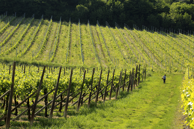 Una buona vendemmia 2021 per la Doc Colli Berici e Vicenza Una buona vendemmia 2021 per la Doc Colli Berici e Vicenza