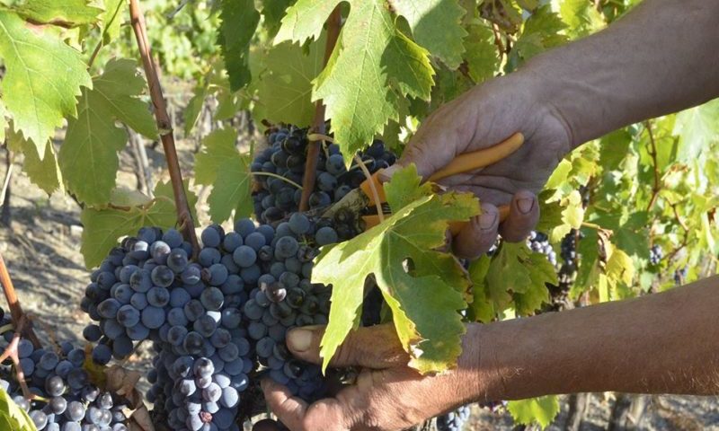 orcia vendemmia 2017 sangiovese 1