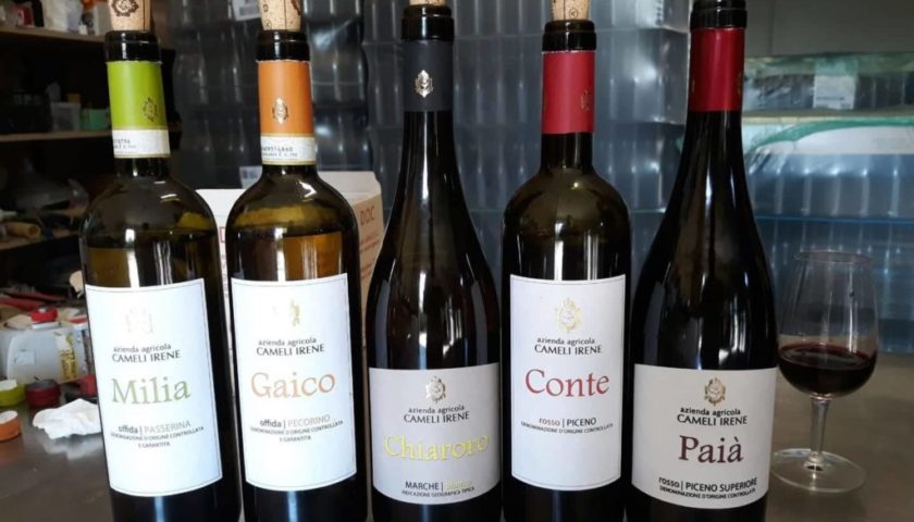50 anni di Doc Rosso Piceno. Quattro cantine da visitare 6 1024x768