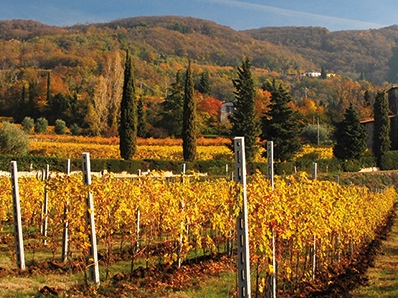 valpolicella vigneti