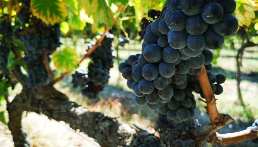 sagrantino di montefalco vigneti umbria wine 2 1024x768