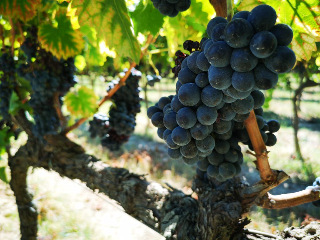 Al via "Enologica Montefalco – Abbinamenti" Al via "Enologica Montefalco – Abbinamenti"