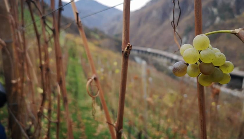 I vini della Valle Isarco in 60 assaggi delle 19 cantine. E lAlto Adige da scoprire 25