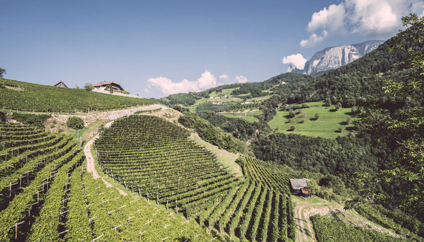 Vigne sud W Ebner valle isarco