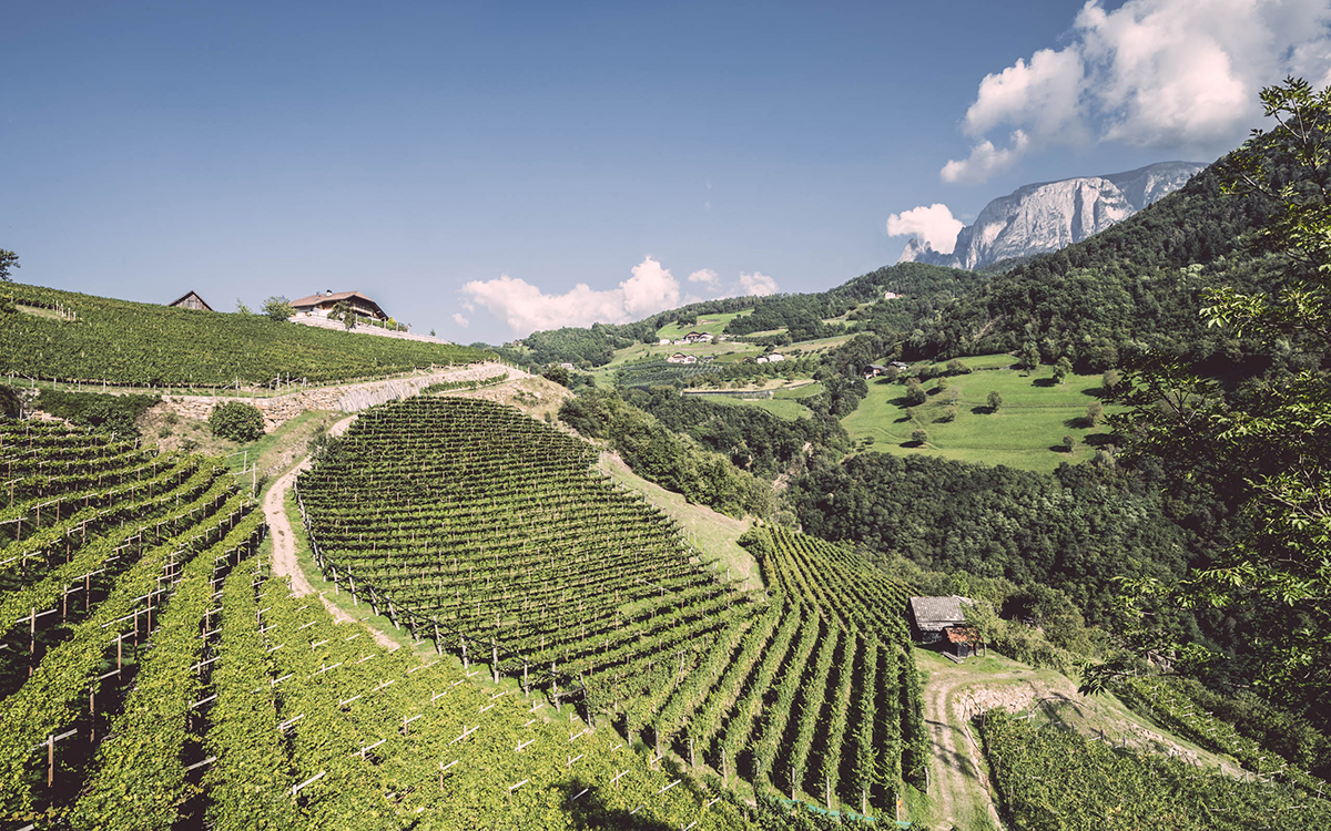 Vigne sud W Ebner valle isarco