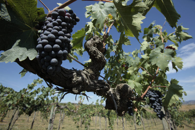 vigneti vigna morellino scansano 2018 1