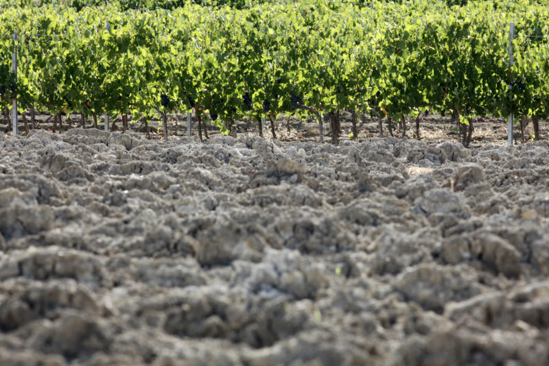 vigneti vigna morellino scansano 2018 3