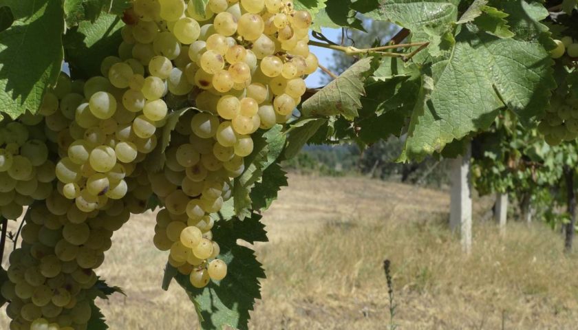 trebbiano spoletino consorzio antonelli winemag