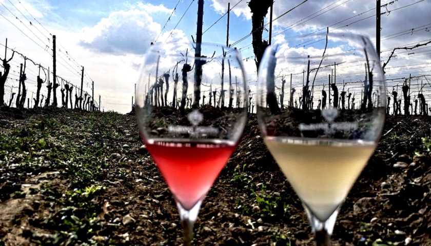 Biodiversità significa vino di qualità. In Franciacorta il primo studio al mondo 2