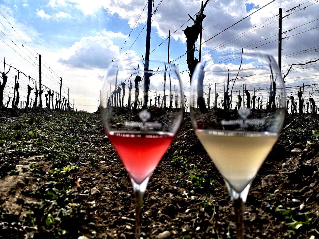 Biodiversità significa vino di qualità. In Franciacorta il primo studio al mondo 2