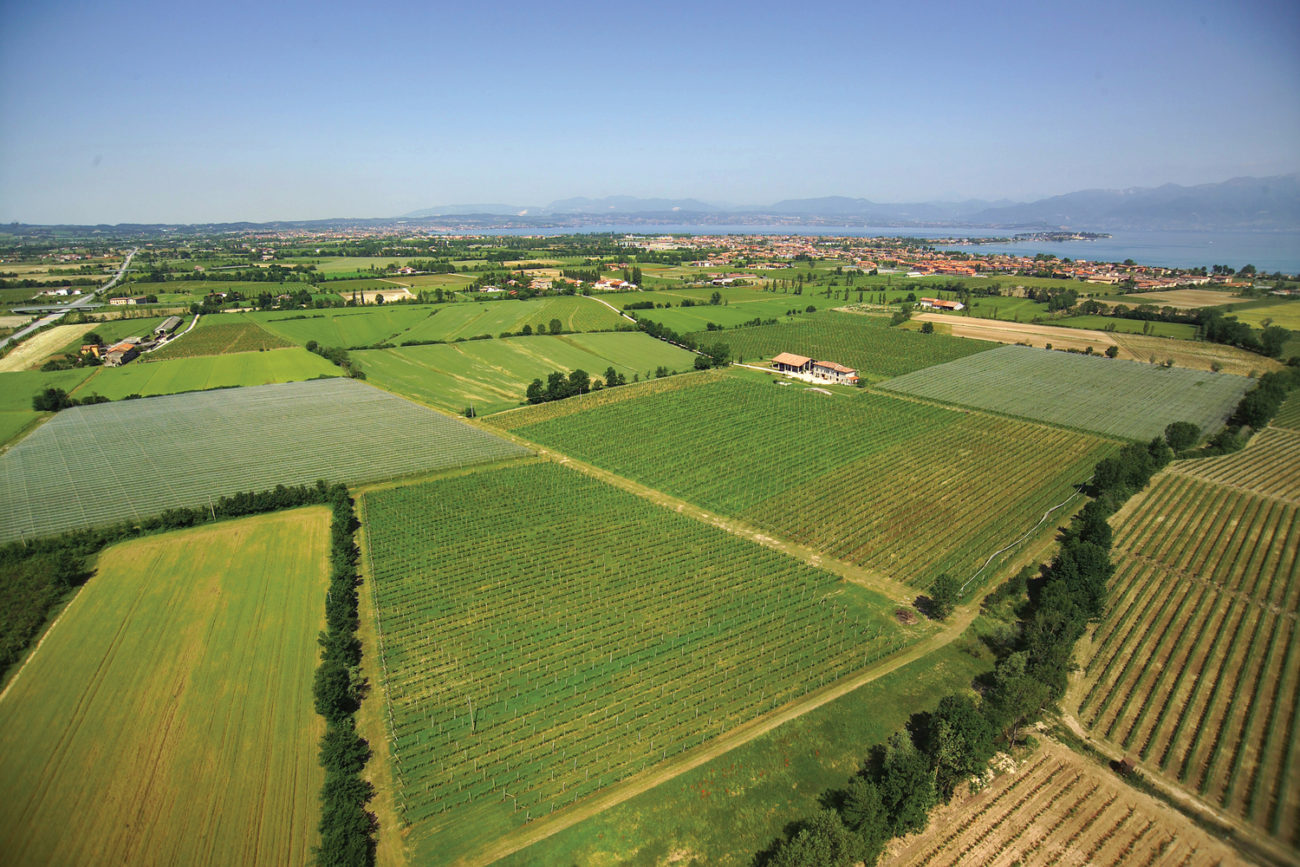 Lugana, stoccaggio del 15% della vendemmia 2020