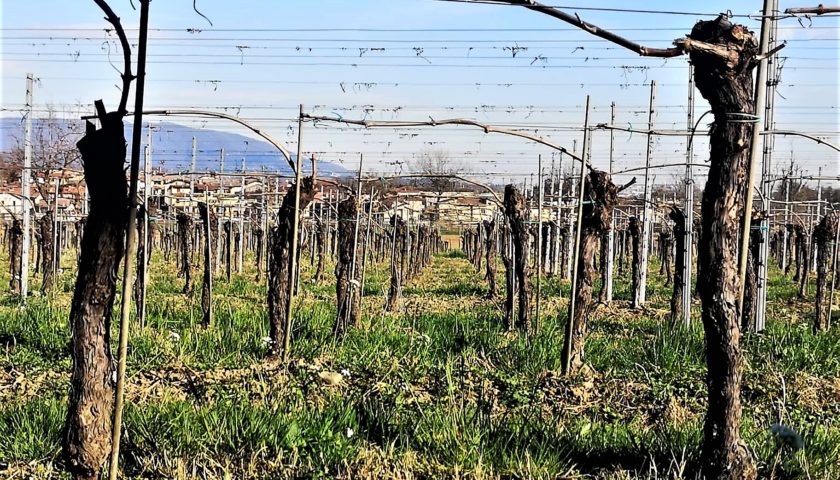 vigneto Mirabella Franciacorta parola d’ordine Pinot Bianco. Da sempre 2