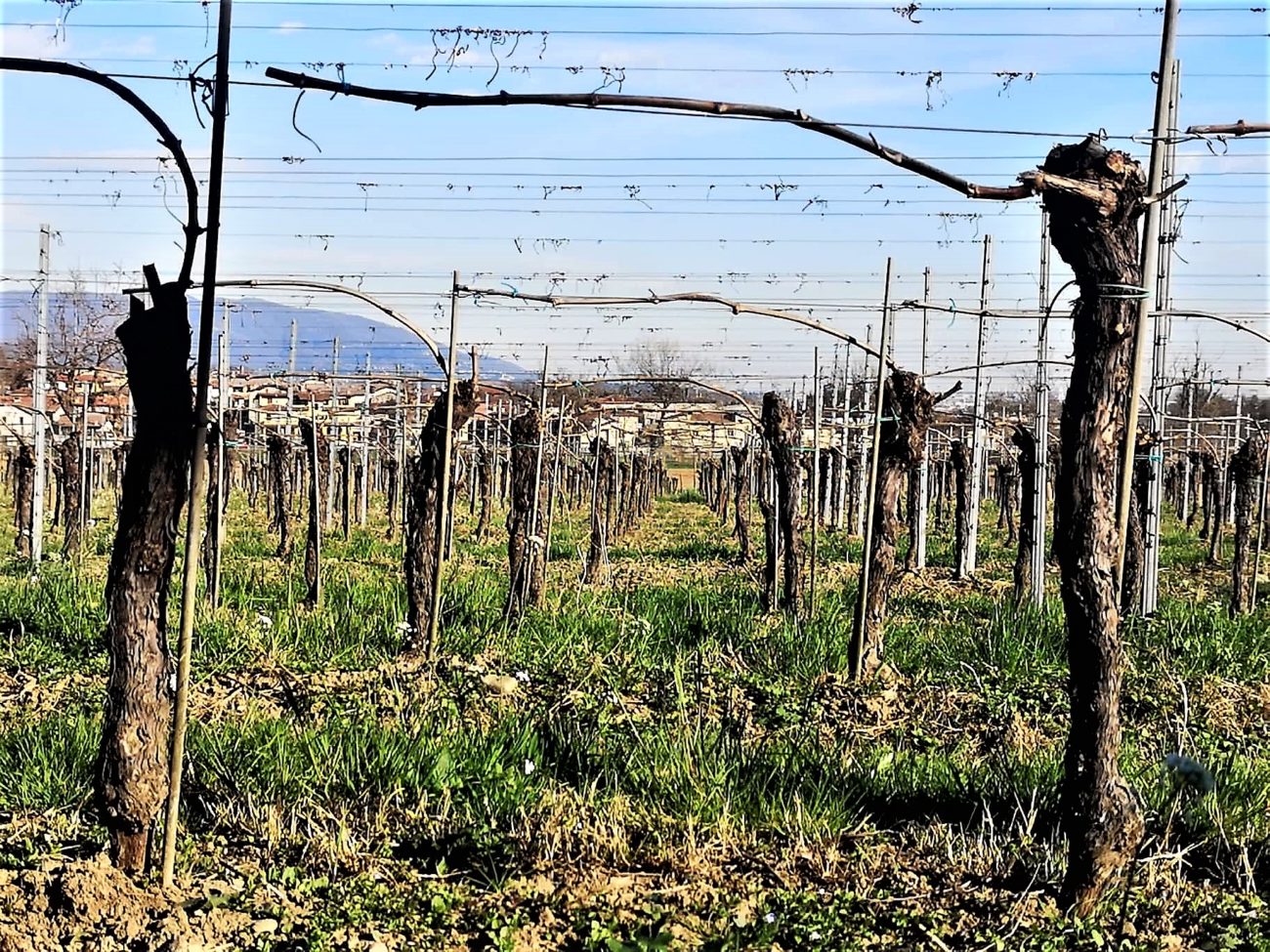 vigneto Mirabella Franciacorta parola d’ordine Pinot Bianco. Da sempre 2