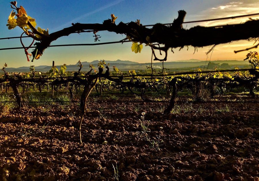 Addio ai Cava di qualità 9 top player escono dal Consorzio e presentano “Corpinnat” 4