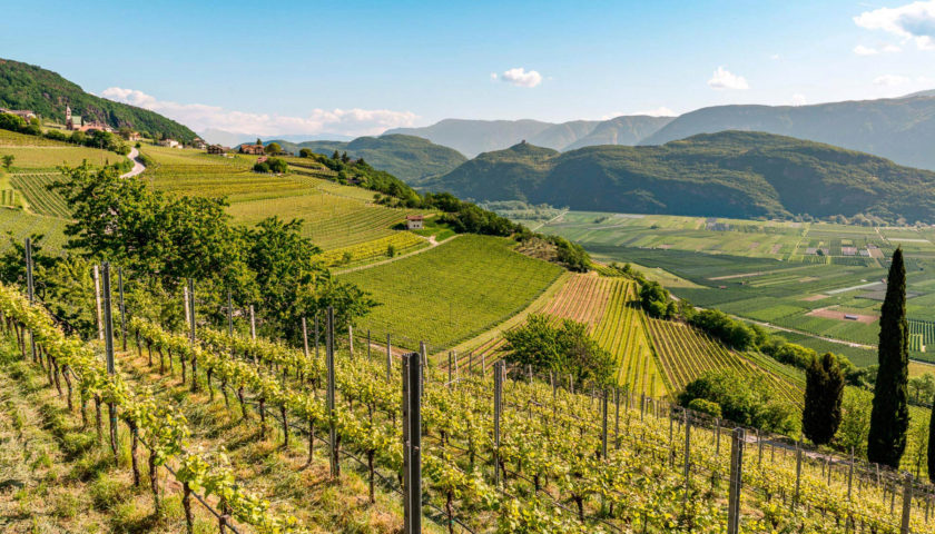 Nasce la Federazione Italiana delle Strade del Vino dell’Olio e dei Sapori 3